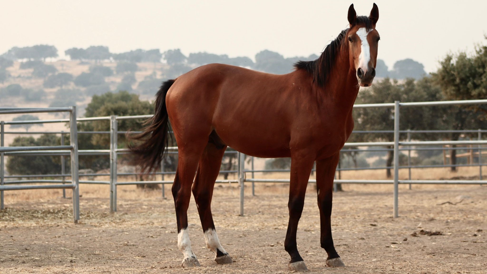 horse